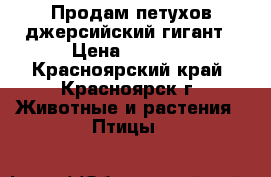 Продам петухов джерсийский гигант › Цена ­ 2 000 - Красноярский край, Красноярск г. Животные и растения » Птицы   